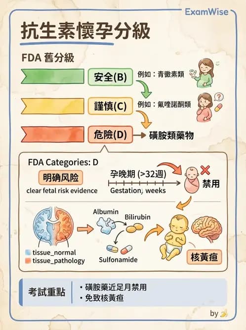 內專 - 抗生素機轉與藥理 - AI 圖文解析預覽
