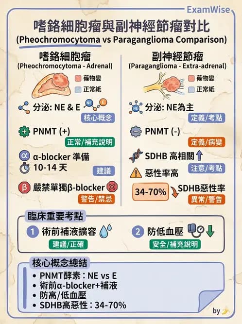 內專 - 嗜鉻細胞瘤與腎上腺髓質 - AI 圖文解析預覽