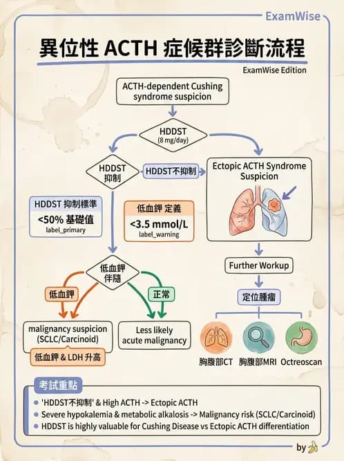 內專 - 腎上腺皮質疾病 - AI 圖文解析預覽
