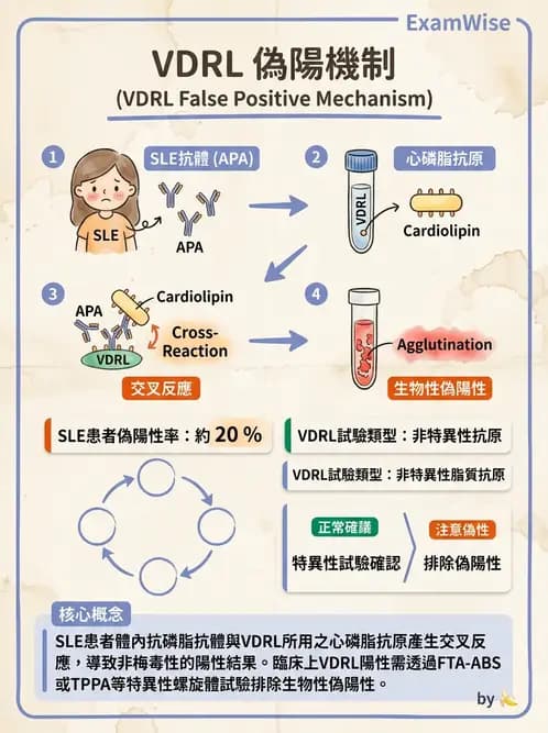 SLE - 全身性紅斑狼瘡 - AI 圖文解析預覽