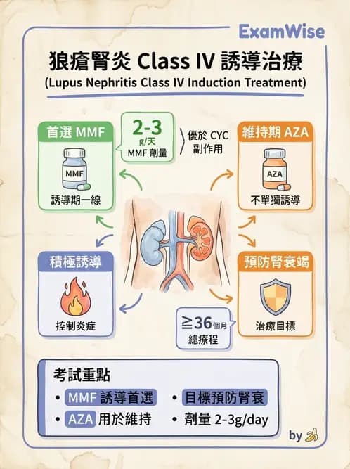 SLE - 全身性紅斑狼瘡 - AI 圖文解析預覽