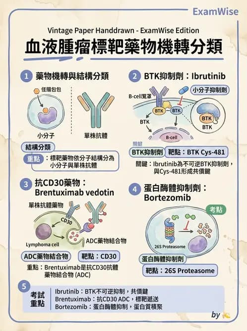 內專 - 免疫與標靶治療 - AI 圖文解析預覽