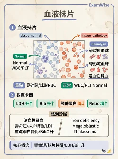 內專 - 各型貧血 - AI 圖文解析預覽