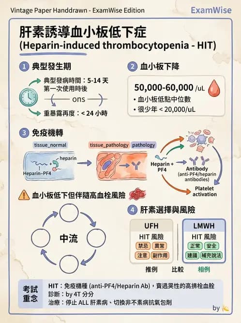 內專 - 凝血與輸血 - AI 圖文解析預覽