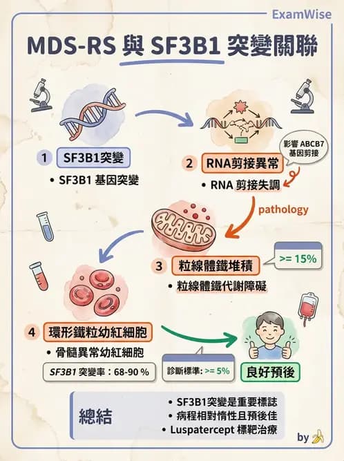 內專 - 白血病與骨髓增生不良 - AI 圖文解析預覽