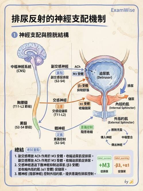 護理師 - 泌尿系統 - AI 圖文解析預覽