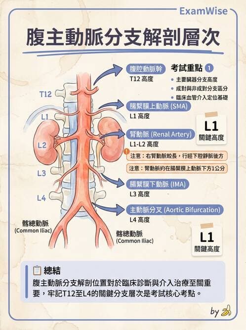護理師 - 循環系統 - AI 圖文解析預覽