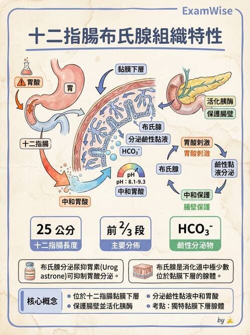 護理師 - 消化道 - AI 圖文解析預覽