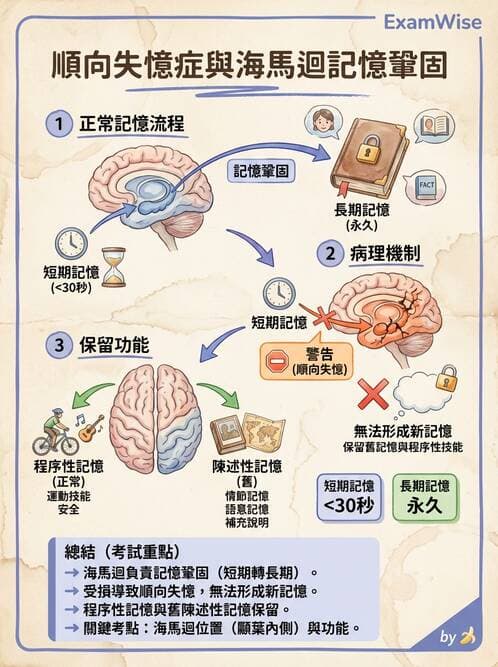 護理師 - 腦功能、自主神經與感覺 - AI 圖文解析預覽