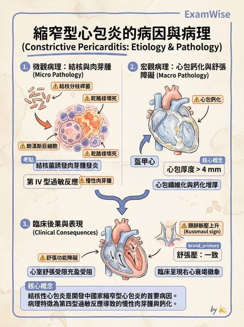 護理師 - 呼吸、循環系統 - AI 圖文解析預覽