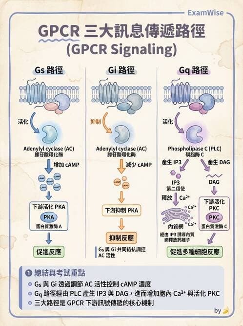 護理師 - 藥理學的一般概念 - AI 圖文解析預覽