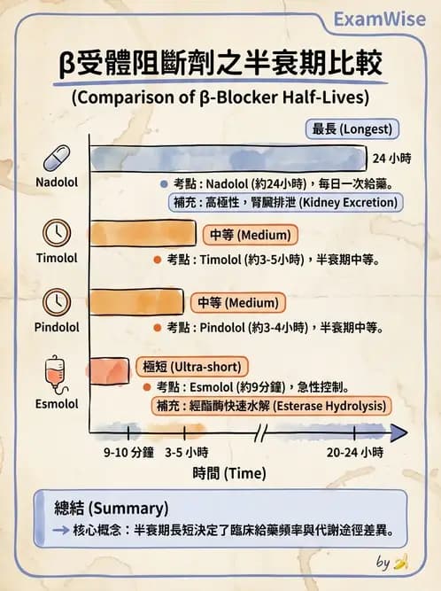 護理師 - 自主神經系統作用藥物 - AI 圖文解析預覽