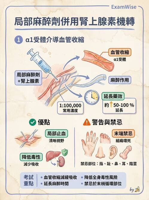 護理師 - 自主神經系統作用藥物 - AI 圖文解析預覽