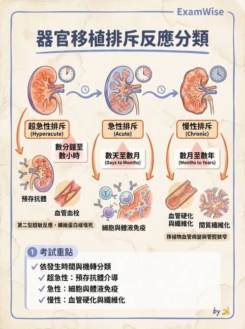 護理師 - 後天性免疫、免疫調節 - AI 圖文解析預覽