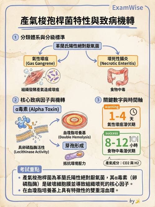 護理師 - 革蘭氏陰性細菌 - AI 圖文解析預覽