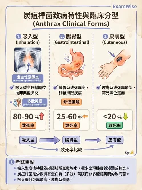 護理師 - 革蘭氏陰性細菌 - AI 圖文解析預覽
