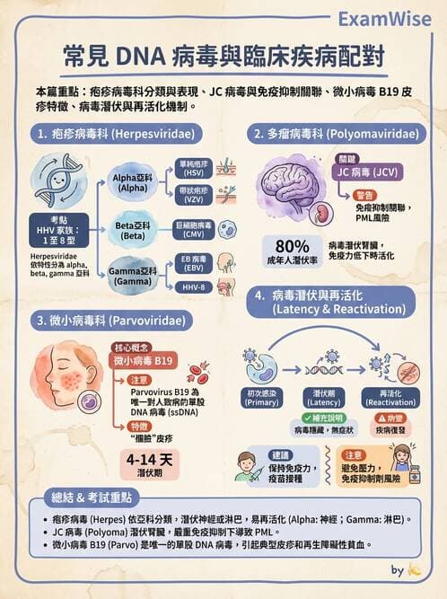 護理師 - DNA 病毒與肝炎病毒 - AI 圖文解析預覽