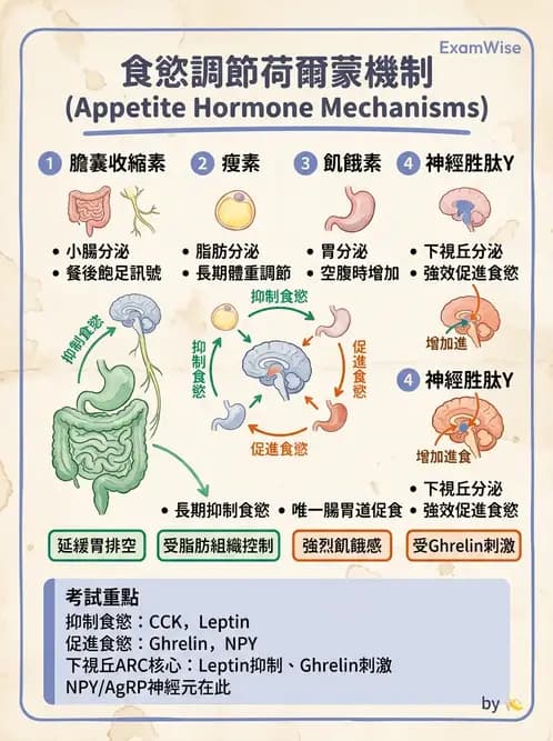 營養 - 內分泌與代謝生理學 - AI 圖文解析預覽