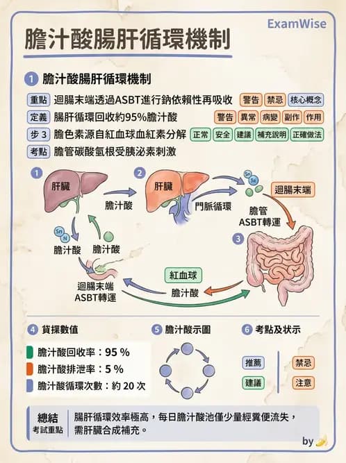 營養 - 消化系統生理學 - AI 圖文解析預覽