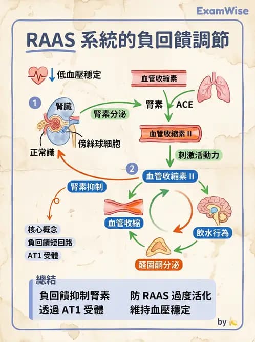 營養 - 腎臟與泌尿生理學 - AI 圖文解析預覽