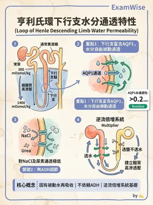 營養 - 腎臟與泌尿生理學 - AI 圖文解析預覽