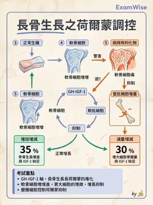 營養 - 內分泌與代謝生理學 - AI 圖文解析預覽