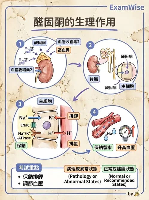營養 - 內分泌與代謝生理學 - AI 圖文解析預覽