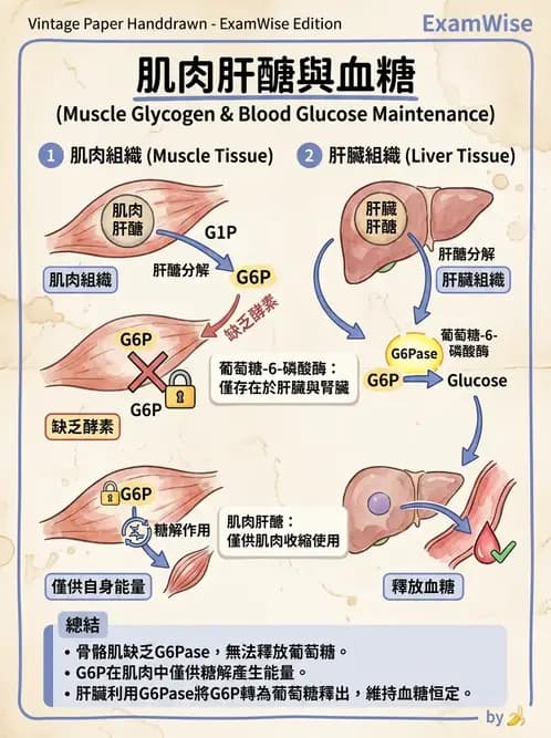營養 - 醣類代謝 - AI 圖文解析預覽