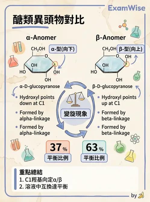 營養 - 醣類代謝 - AI 圖文解析預覽