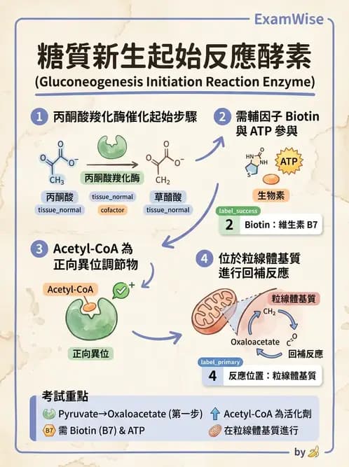 營養 - 醣類代謝 - AI 圖文解析預覽