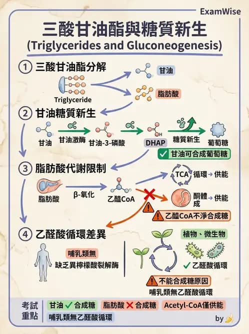 營養 - 醣類代謝 - AI 圖文解析預覽