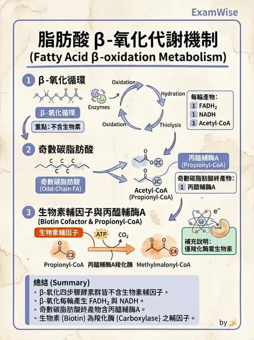 營養 - 脂質代謝 - AI 圖文解析預覽