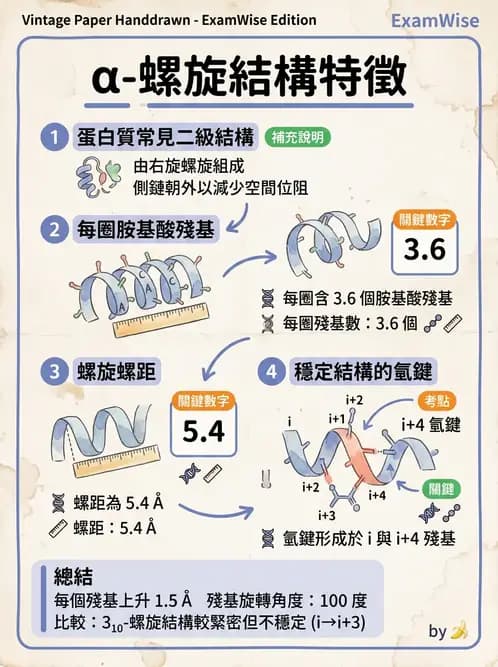 營養 - 蛋白質與胺基酸代謝 - AI 圖文解析預覽