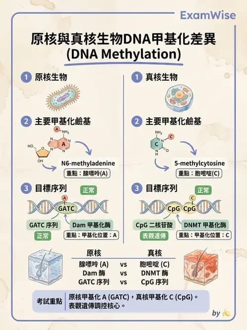 營養 - 核酸與基因表現 - AI 圖文解析預覽