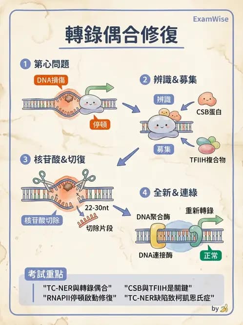 營養 - 核酸與基因表現 - AI 圖文解析預覽