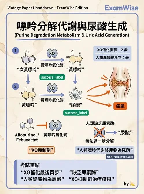 營養 - 核酸與基因表現 - AI 圖文解析預覽