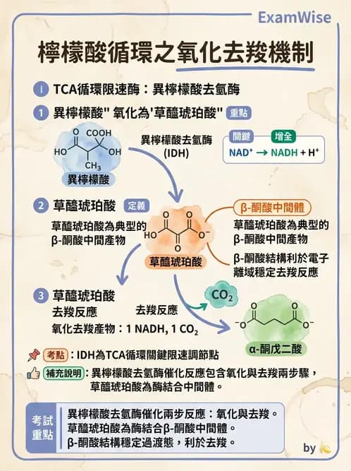 營養 - 能量代謝 - AI 圖文解析預覽