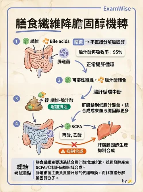 營養 - 醣類結構與膳食纖維 - AI 圖文解析預覽