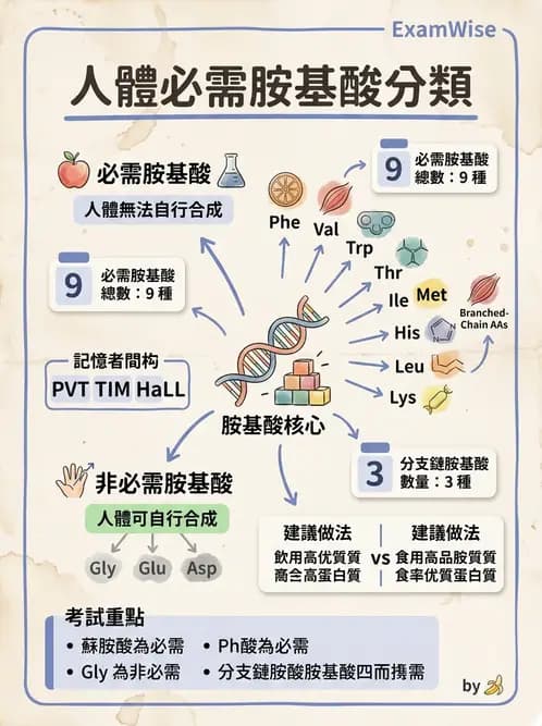 營養 - 胺基酸分類、功能與代謝 - AI 圖文解析預覽