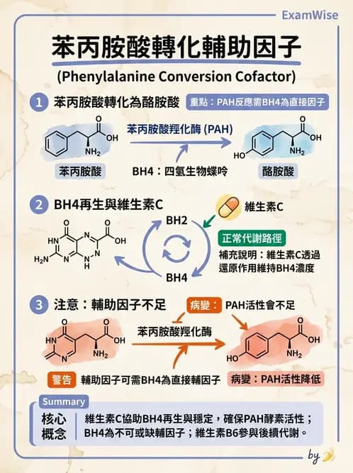 營養 - 胺基酸分類、功能與代謝 - AI 圖文解析預覽