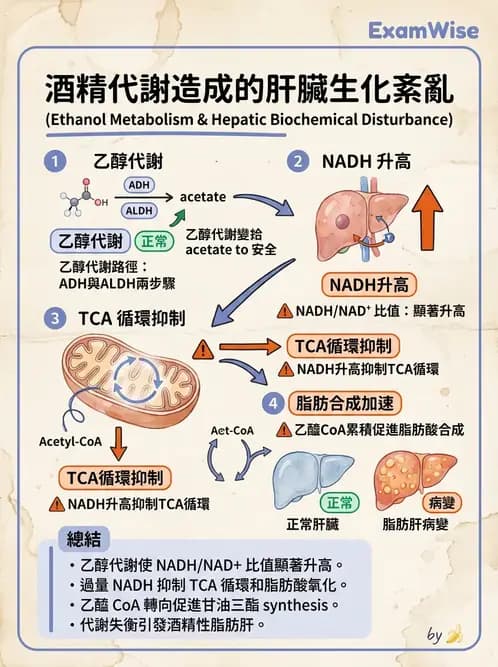 營養 - 脂肪酸種類與必需脂肪酸 - AI 圖文解析預覽