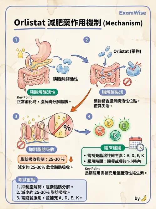 營養 - 脂質消化吸收與膽汁 - AI 圖文解析預覽