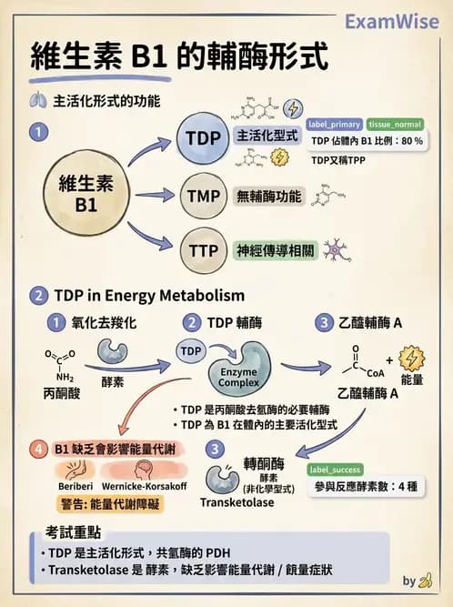 營養 - 能量代謝相關B群維生素 - AI 圖文解析預覽