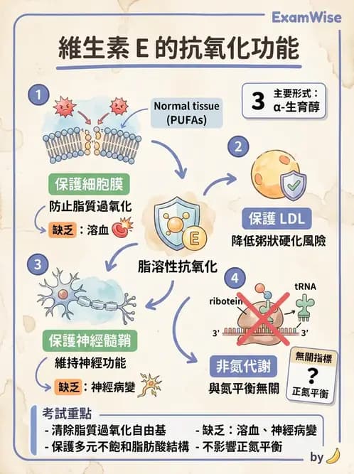 營養 - 維生素E - AI 圖文解析預覽