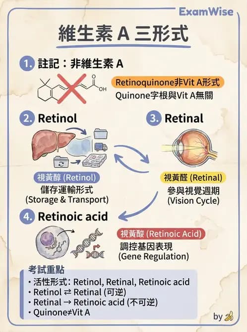 營養 - 維生素A - AI 圖文解析預覽