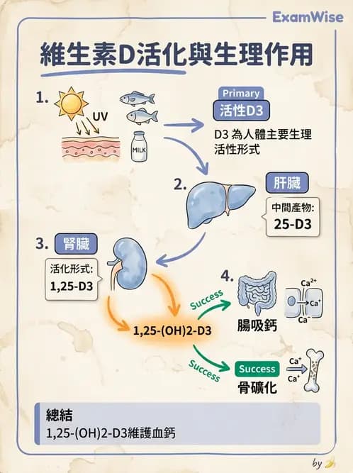 營養 - 維生素D - AI 圖文解析預覽