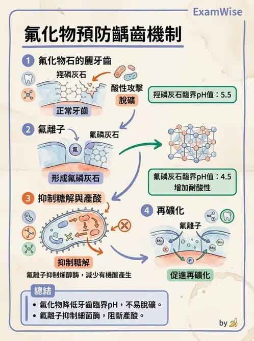 營養 - 氟、鉻及其他微量礦物質 - AI 圖文解析預覽