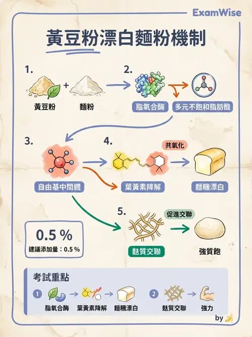 營養 - 當代營養學相關議題 - AI 圖文解析預覽