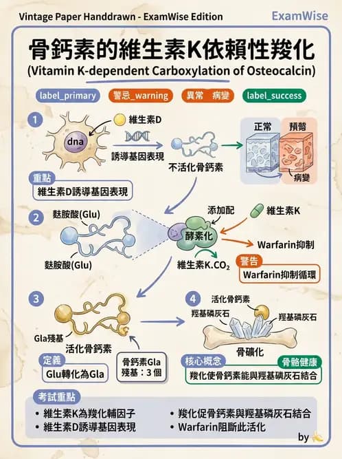 營養 - 骨骼與關節疾病 - AI 圖文解析預覽