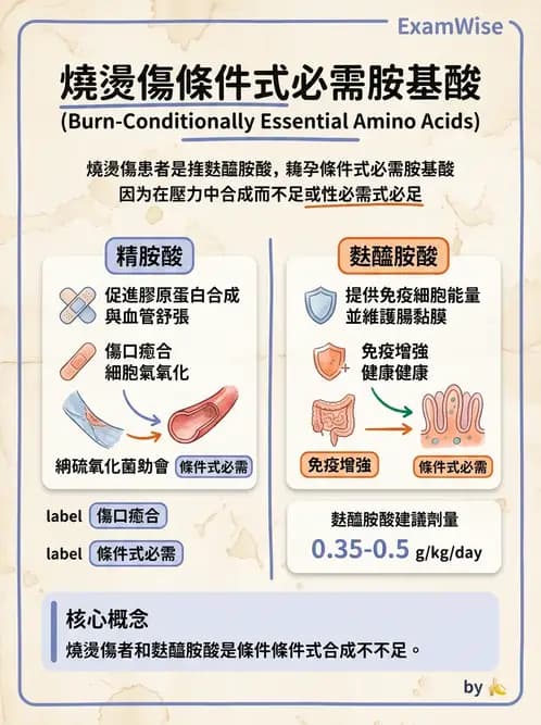 營養 - 燒燙傷與外傷重症營養 - AI 圖文解析預覽